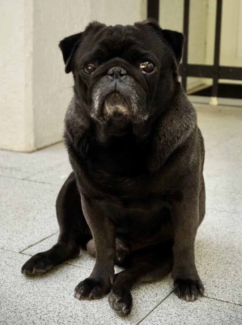 Frankie the black pug