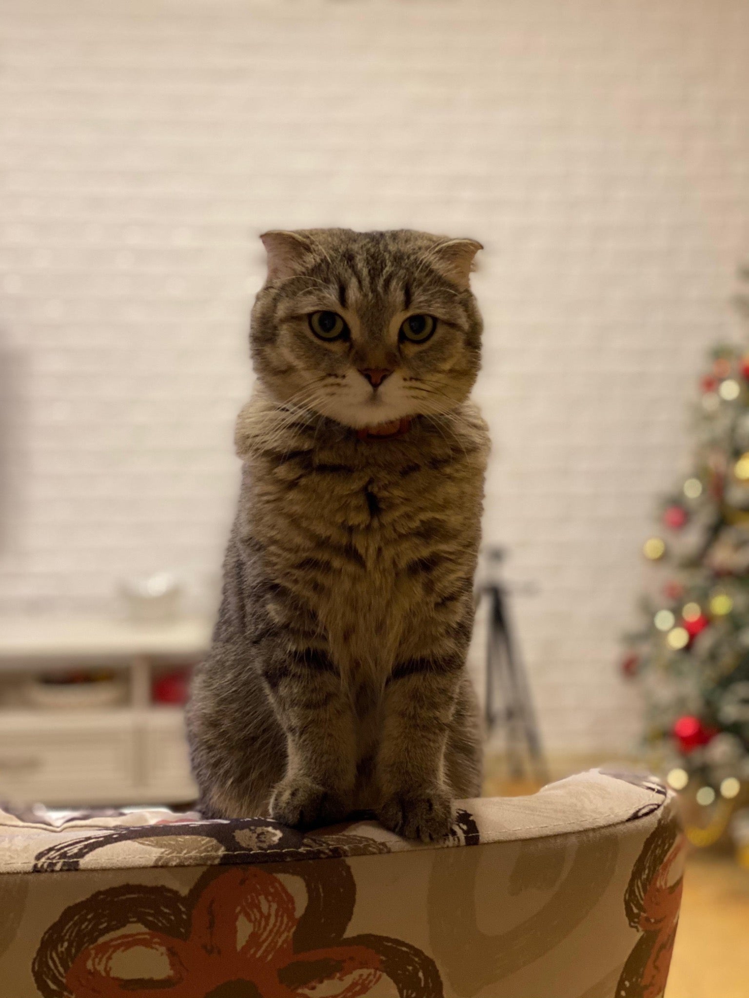 Micky the grey Scottish Fold